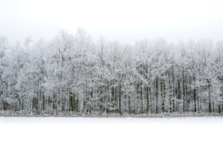 Cold Fog Forest photo