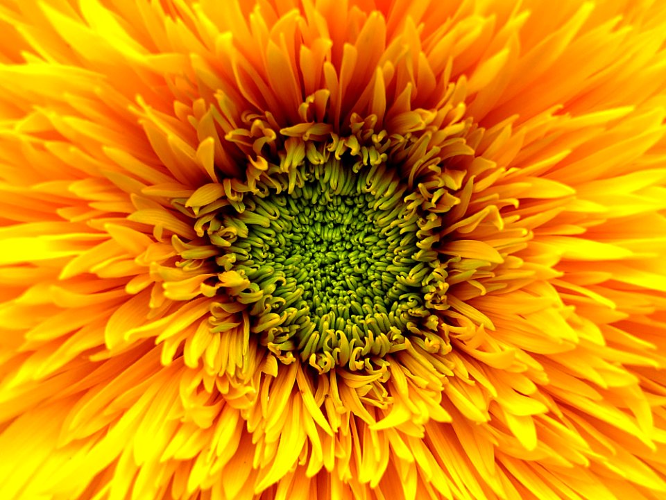 Beautiful Bloom Blooming