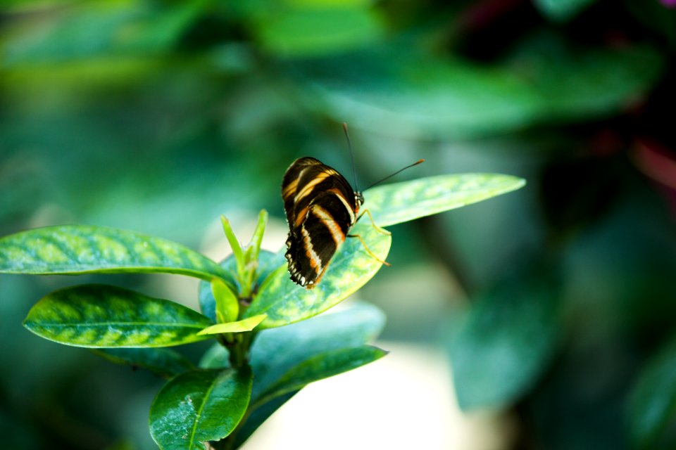 Biology Blur Butterfly