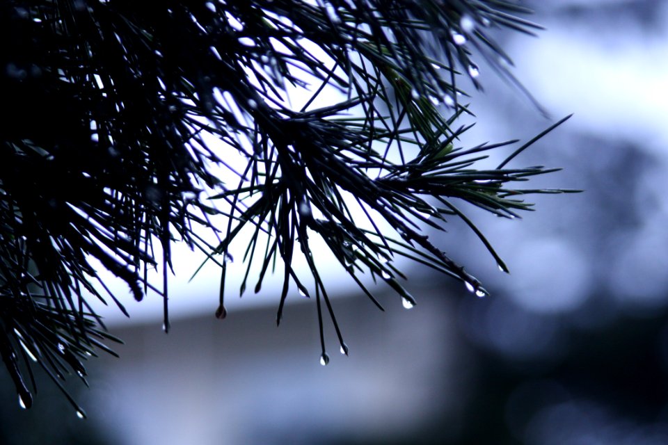 Blur Close-up Conifer