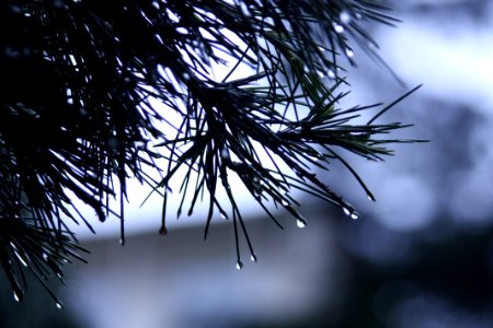 Blur Close-up Conifer photo