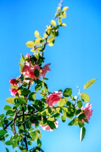 Bloom Blooming Blossom