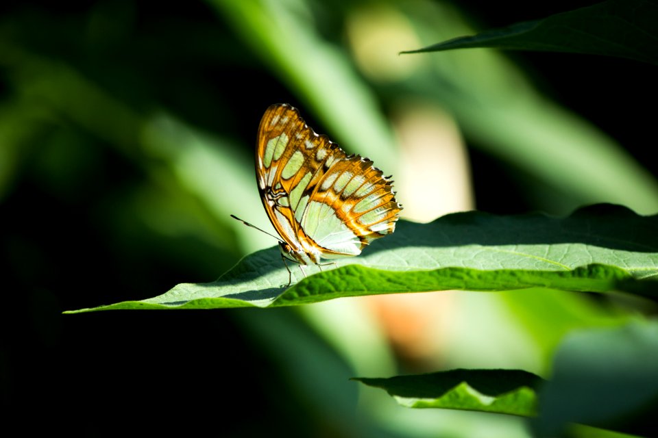 Animal Biology Blur
