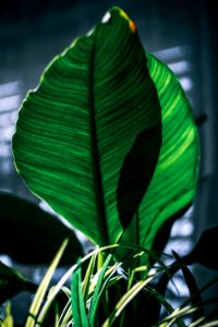 Background Botanical Close-up