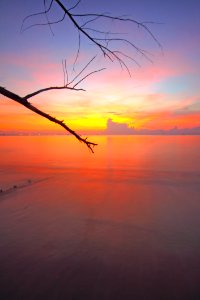 Branches Dawn Dusk