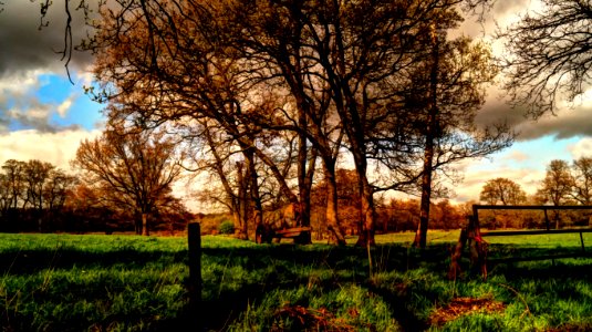 Branches Clouds Environment