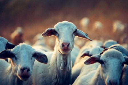 Agriculture Animals Cattle