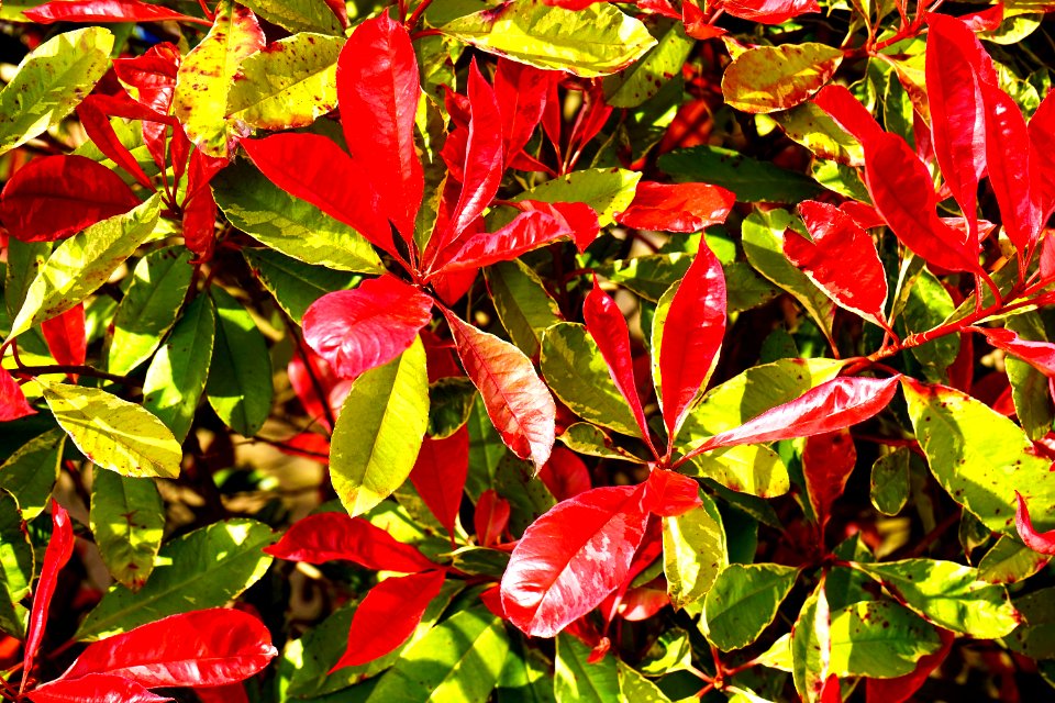 Environment Leaves Nature