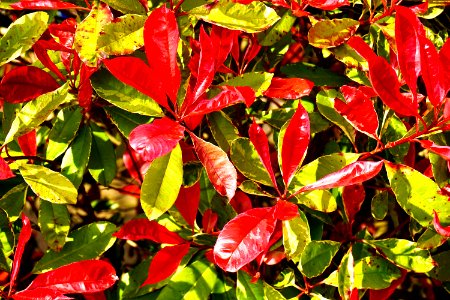 Environment Leaves Nature