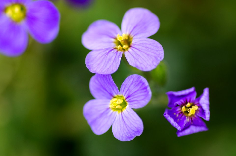 Bloom Blooming Blossom