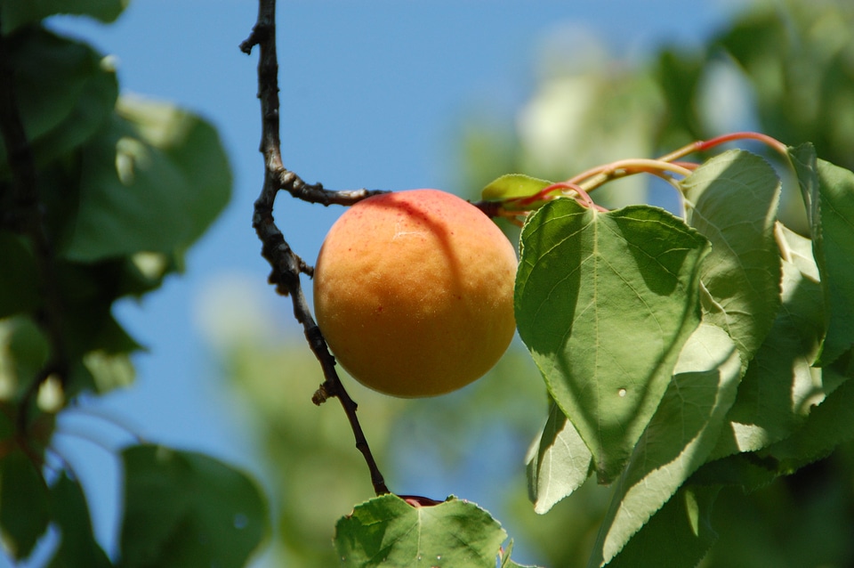 South provence fruit of the sun