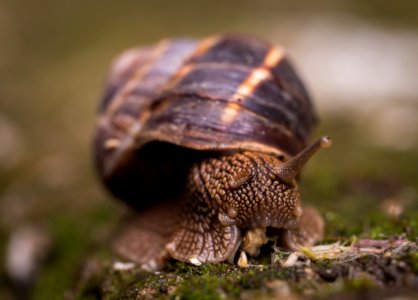 Shallow Focus Photography Of Snail photo