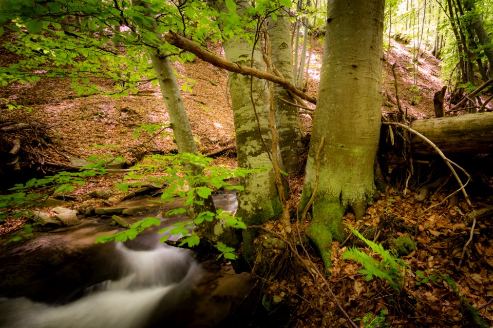 Creek Environment Fall