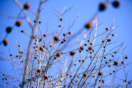Background Beauty Blooming