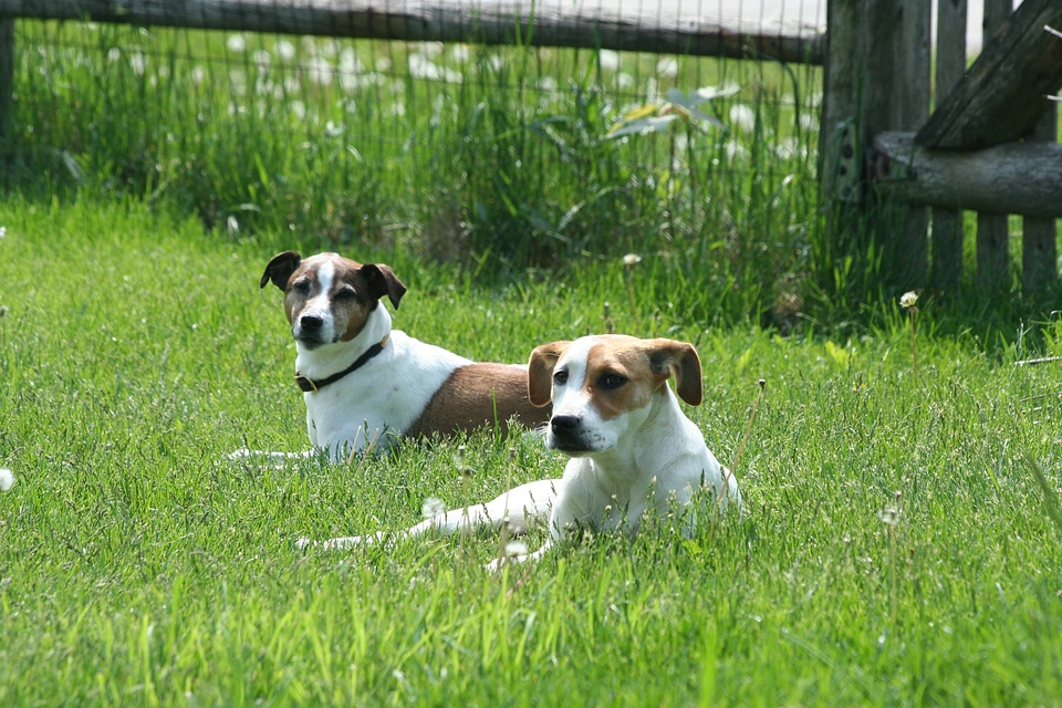 White brown mammals