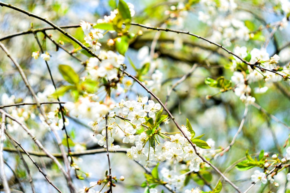Bloom Blooming Blossom