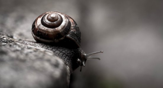 Snail photo