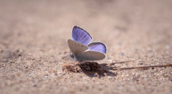 Purple Sulfur Moth On Ground Close-up Photography photo