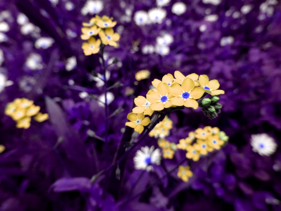 Bloom Blooming Blossom