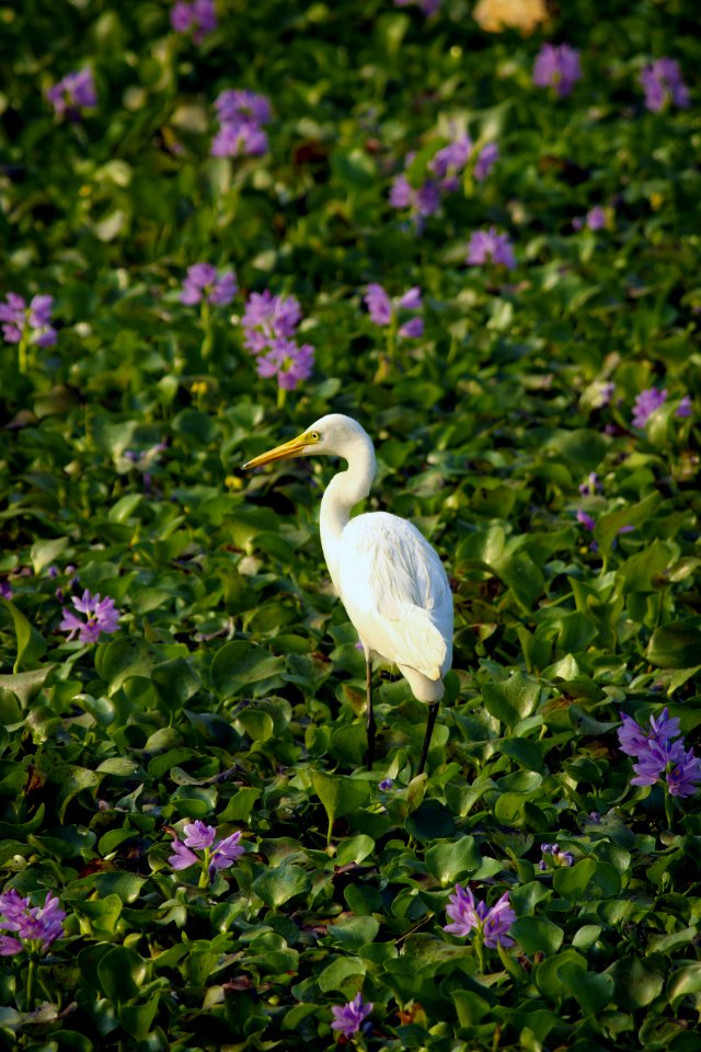 Bird Bloom Blooming