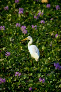 Bird Bloom Blooming