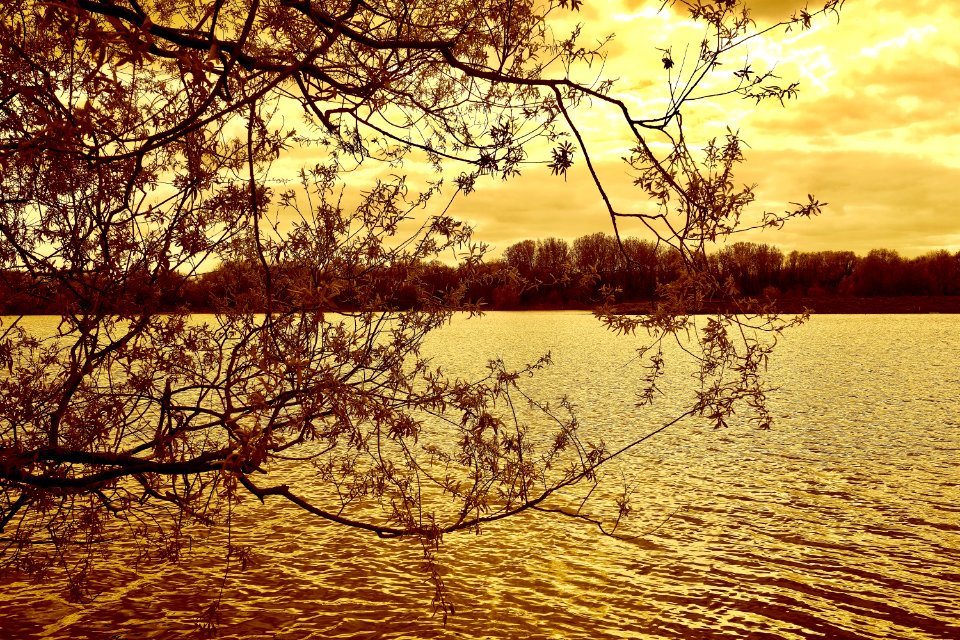 Branches Clouds Environment