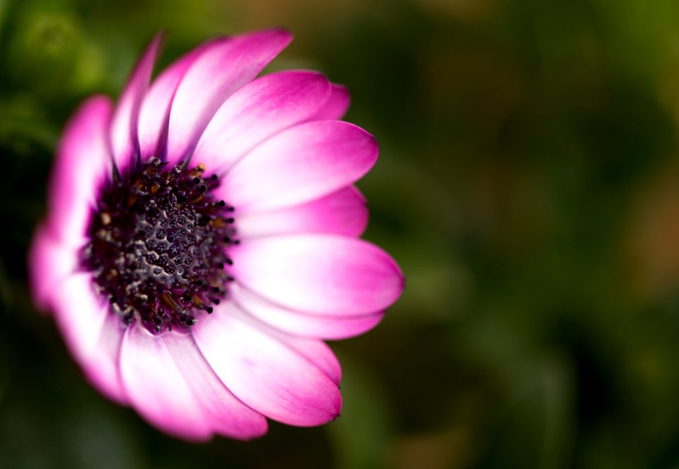 Beautiful Bloom Blooming