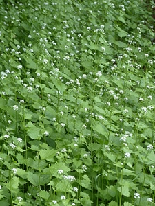 White garlic herb knoblauchhederich