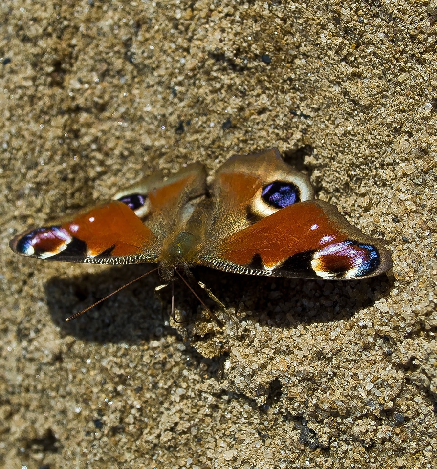 Season insects animals