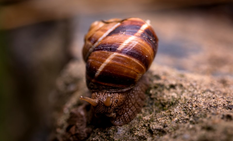 Depth Of Field Photography Of Snail