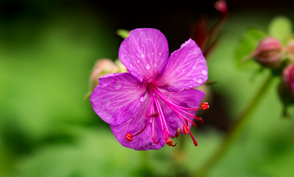 Bloom Blooming Blossom