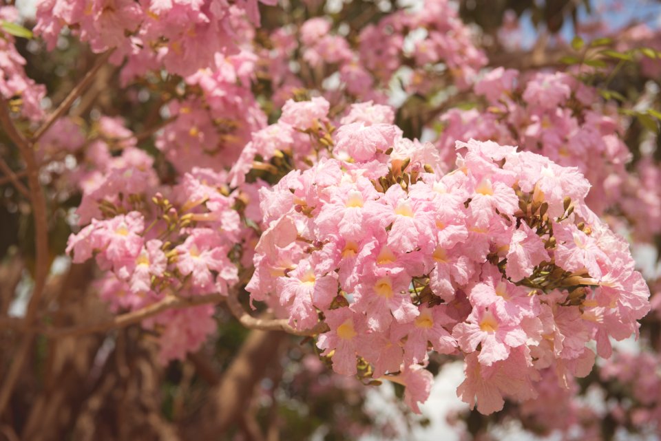 Beautiful Bloom Blooming