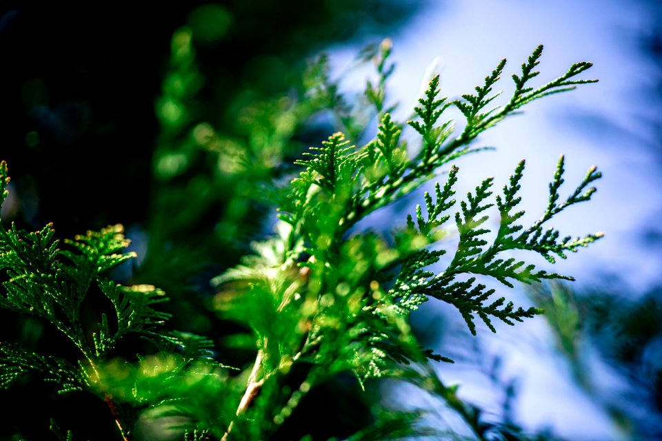 Abstract Background Blur