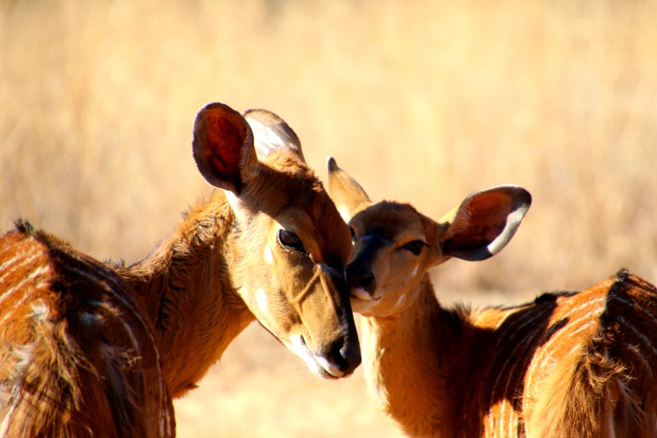 Animals Cute Daylight