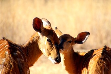 Animals Cute Daylight