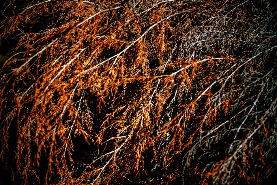 Abstract Background Brown