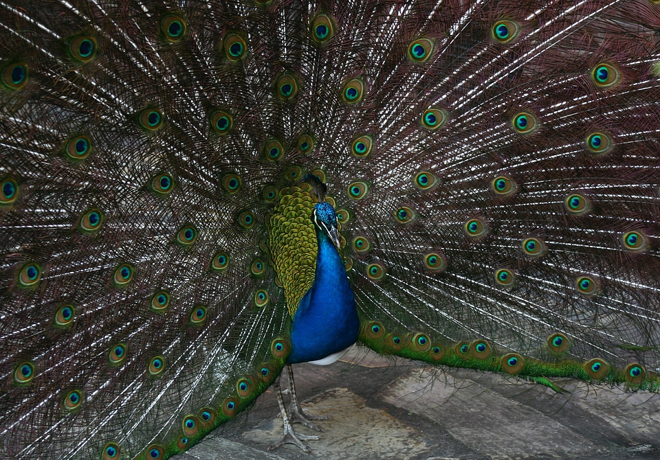 Peacock bird feathered
