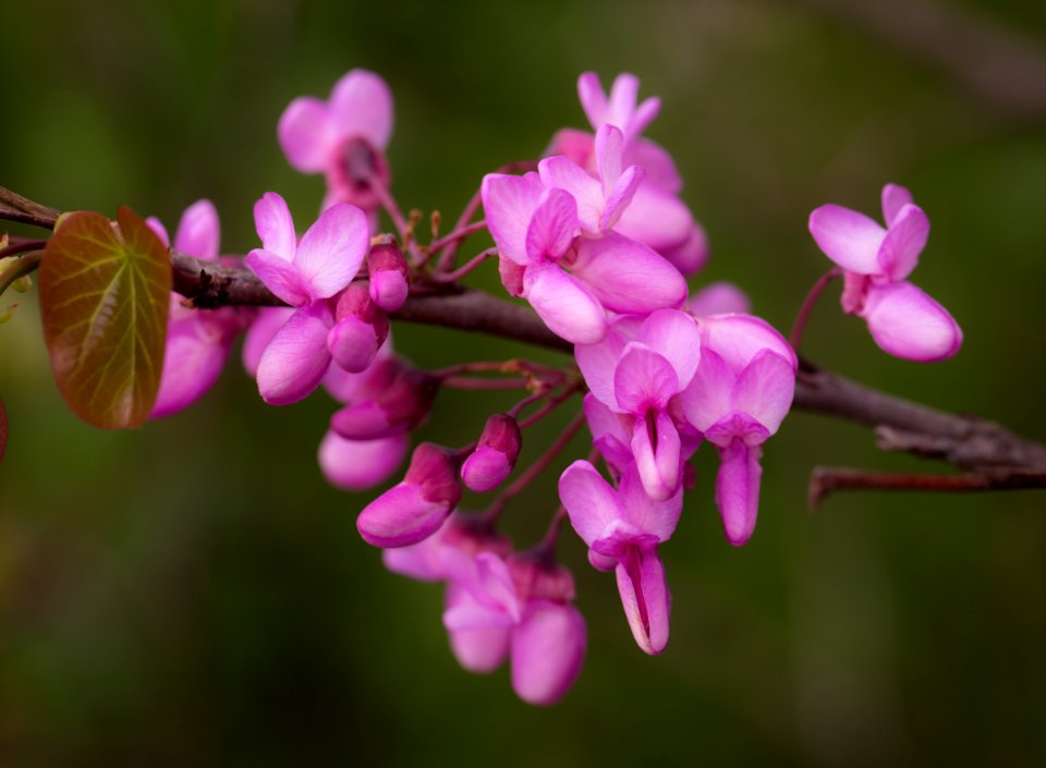 Bloom Blooming Blossom