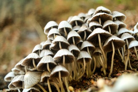 Closeup Photo Of White Mushrooms photo