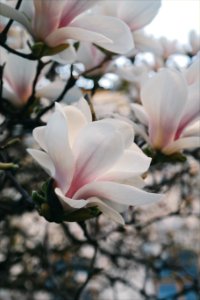 Beautiful Bloom Blooming