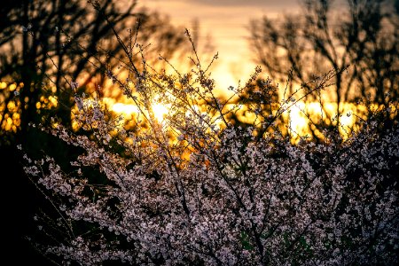 Background Beautiful Bloom photo