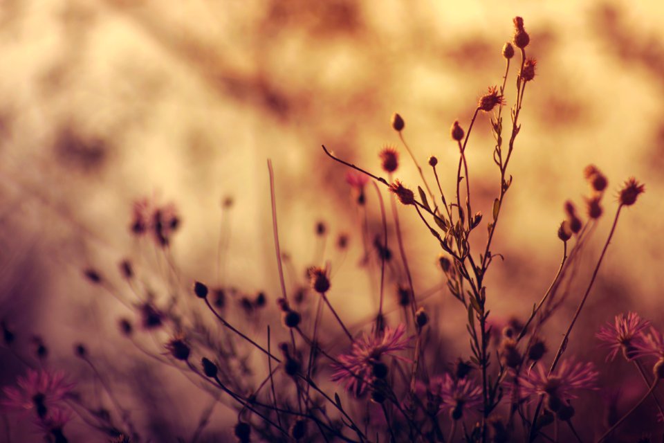 Bloom Blooming Blossom