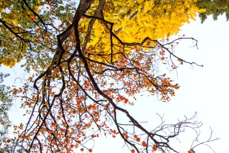 Branch Branches Environment
