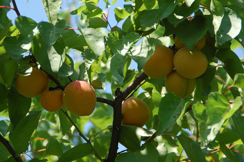 South provence fruit of the sun