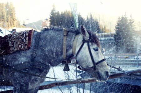 Animal Cold Frost photo