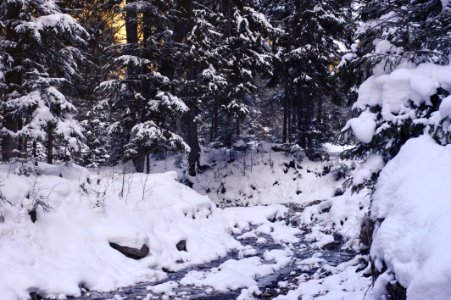 Cold Conifer Conifers photo