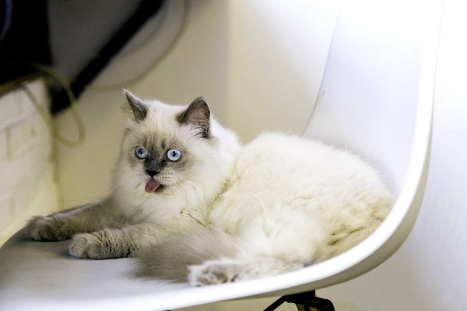 Adorable Animal Cat