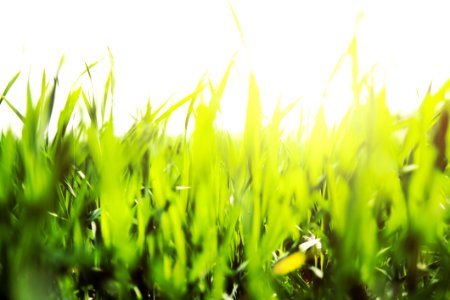 Blur Close -up