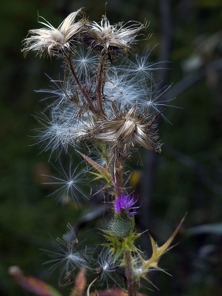 Wild flower wild plant meadow