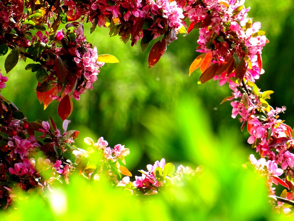Beautiful Bloom Blooming